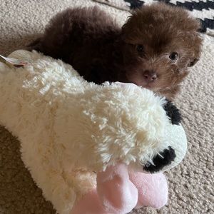 Meet your Posher, Natalie Victoria